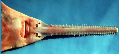 pristis pectinata_05.jpg
